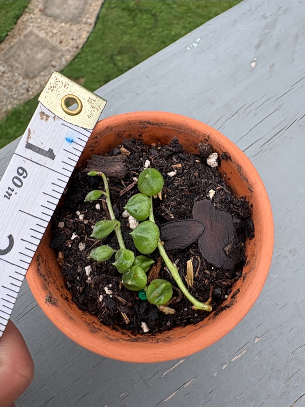 Live string of pearls starter plant - Picture 2 of 2